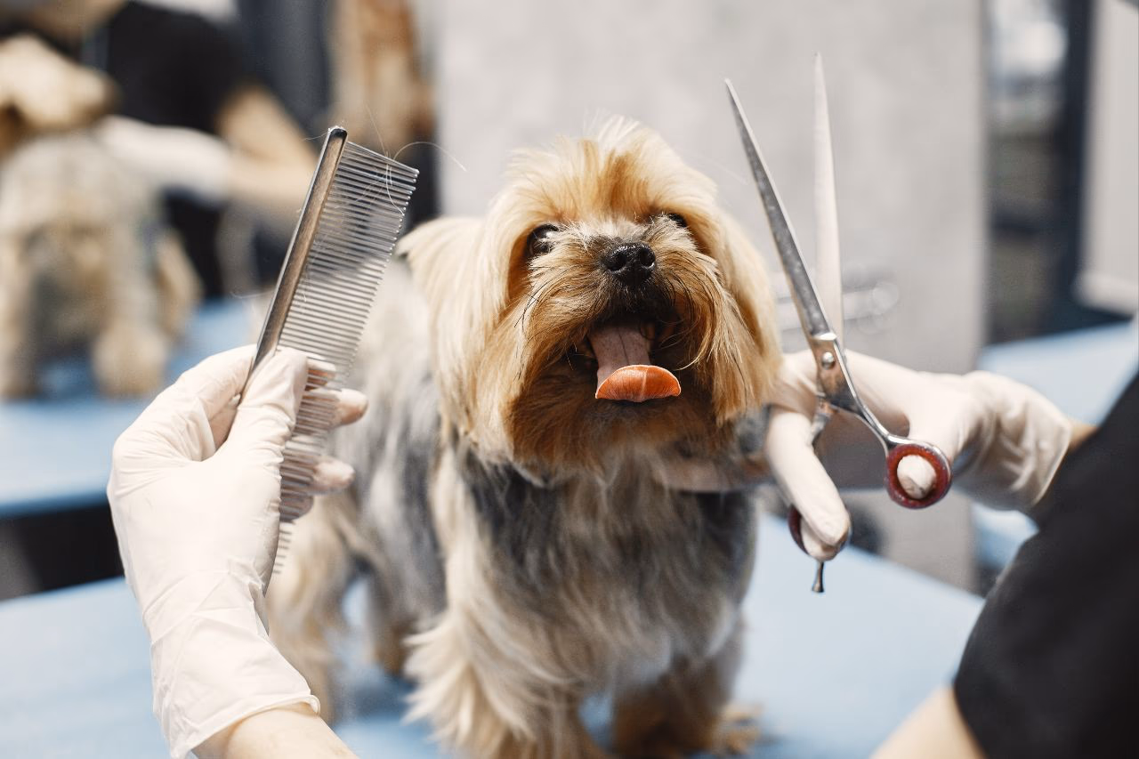 No, dogs cannot use human shampoo.