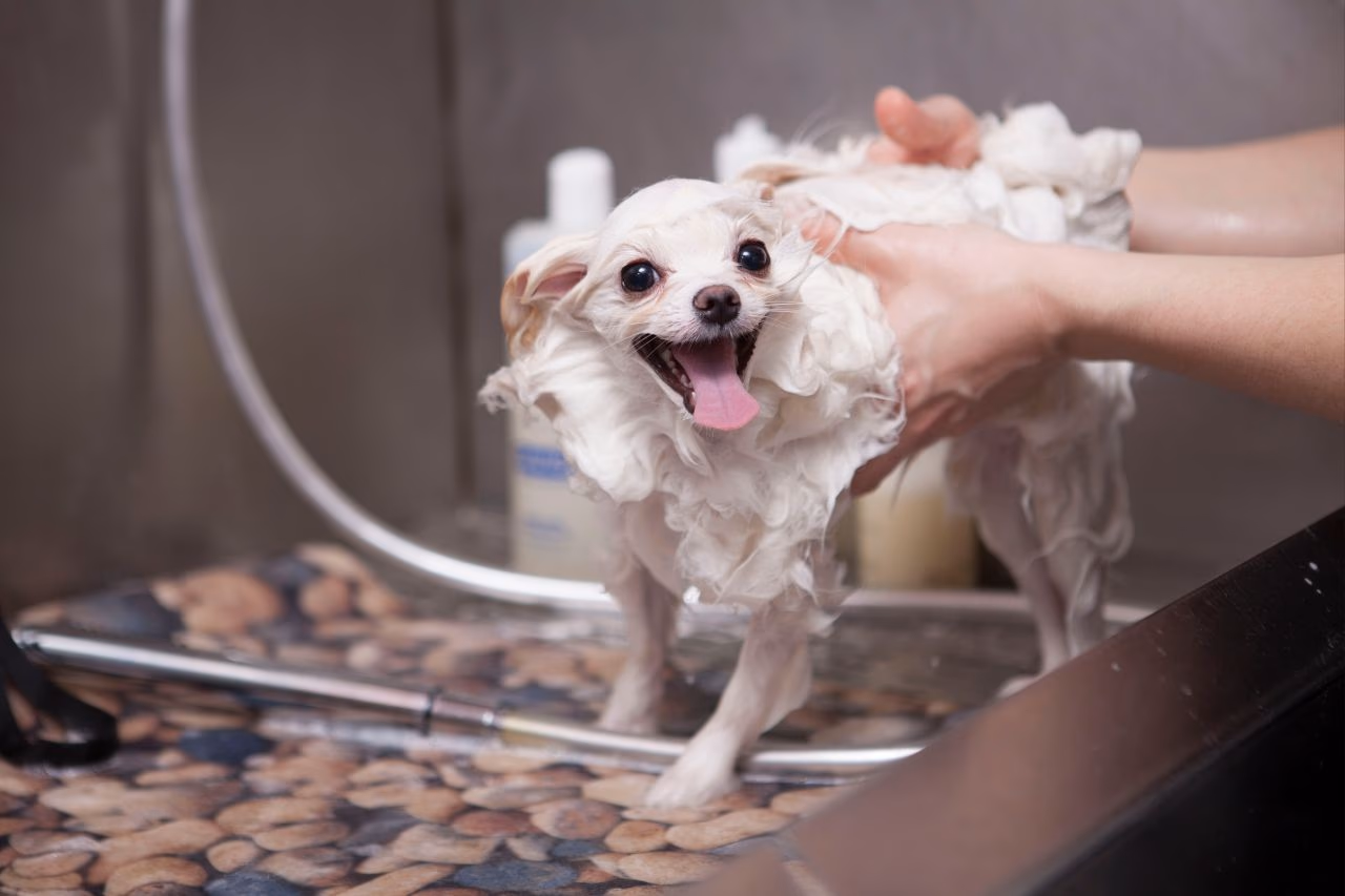 How often should you bathe your dog?