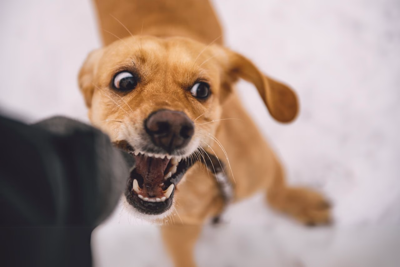If your dog bites during bath time, you'll need to take a few steps to address the behavior.