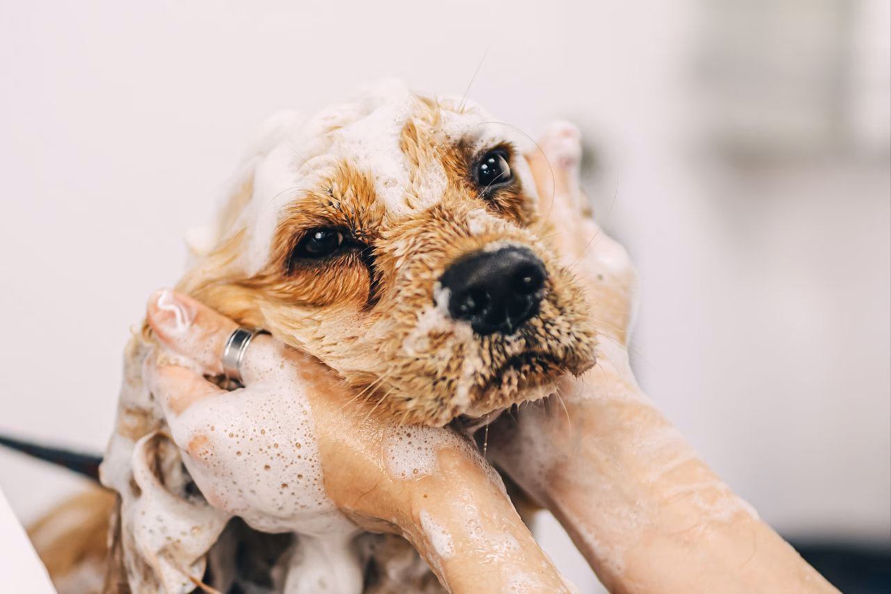 Here's what to keep in mind when bathing your dog yourself.