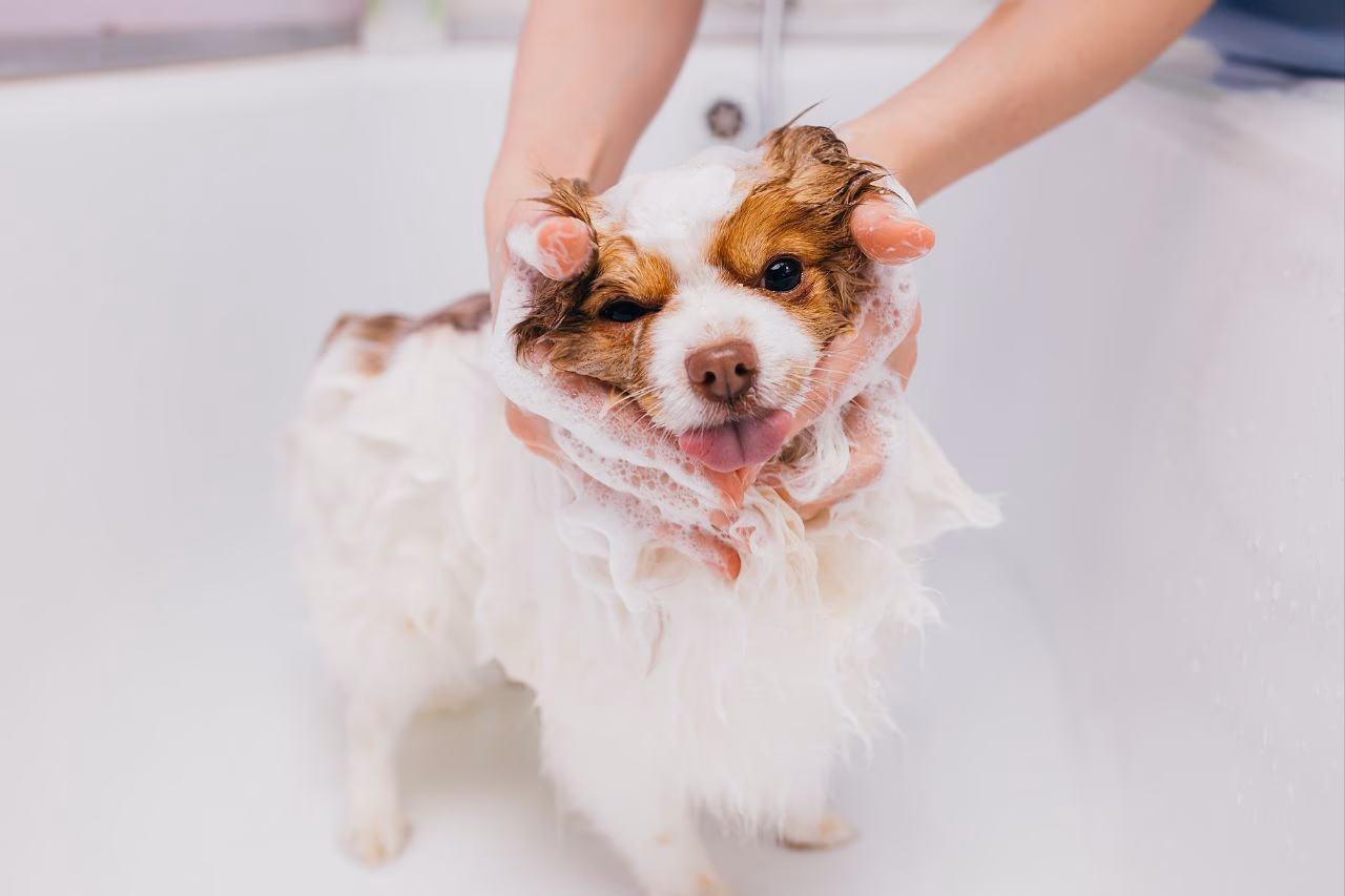 Here's how to bathe your dog yourself.