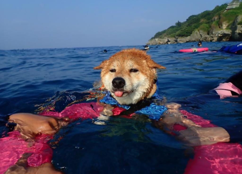 ๅฐ็็ๆตฎๆฝๆจ่ฆ-ๅฐๆตท้พๆตฎๆฝๅบ