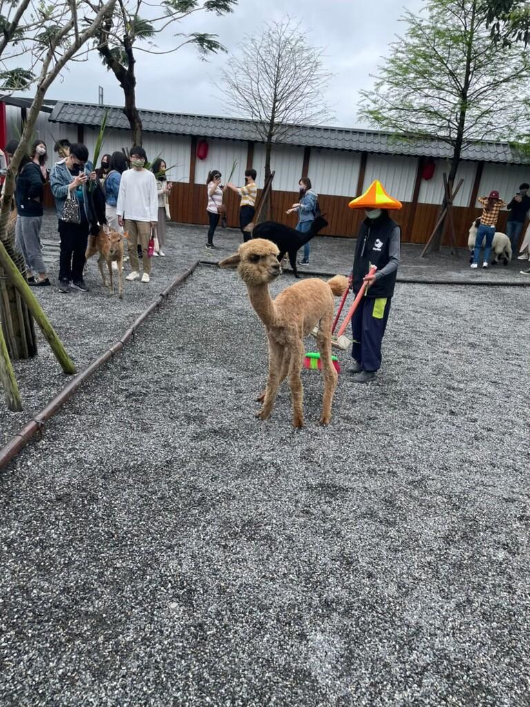 宜蘭水豚農場 張美阿嬤農場 02