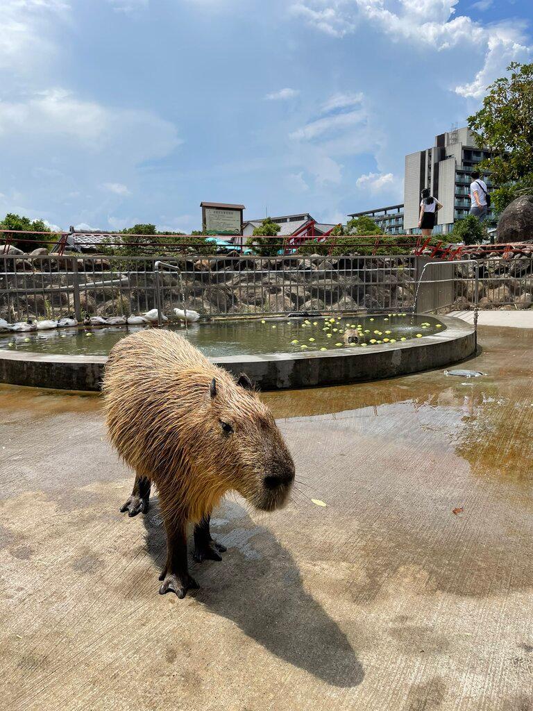 宜蘭水豚農場 綠舞日式園區 02