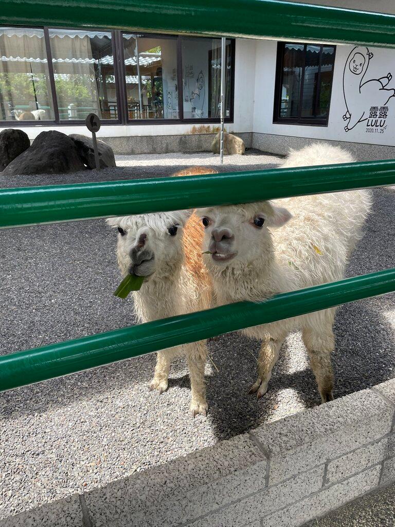 宜蘭水豚農場 綠舞日式園區 04