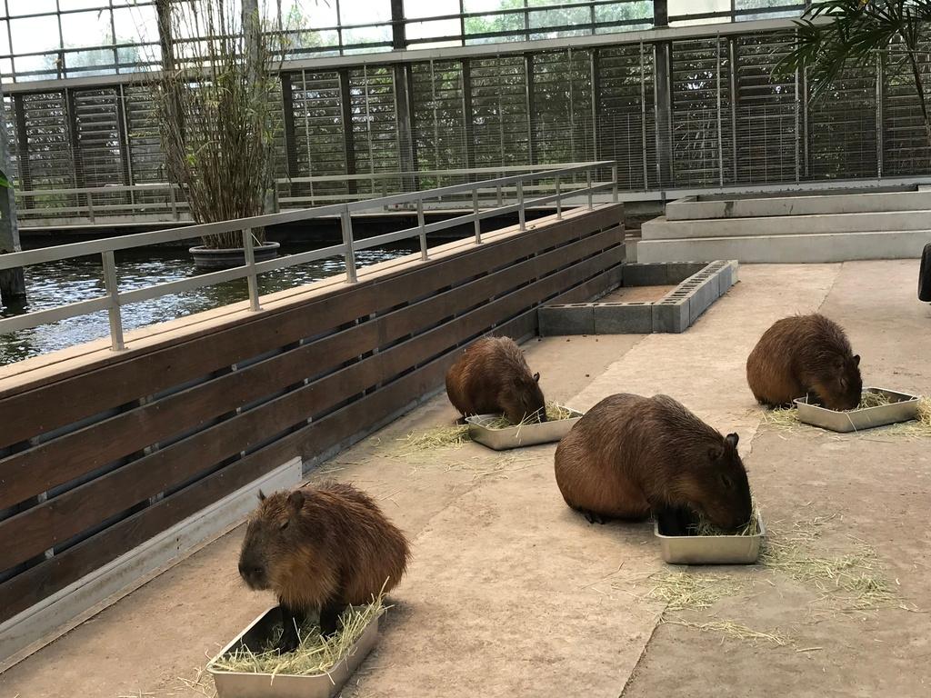 宜蘭水豚農場 金車礁溪蘭花園 06
