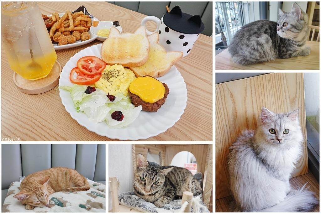 雙北寵物咖啡廳推薦-貓蕊 Cat Cafe