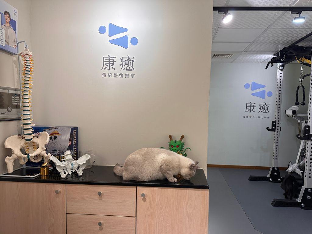 溫馨氛圍與療癒店貓,雙重放鬆空間