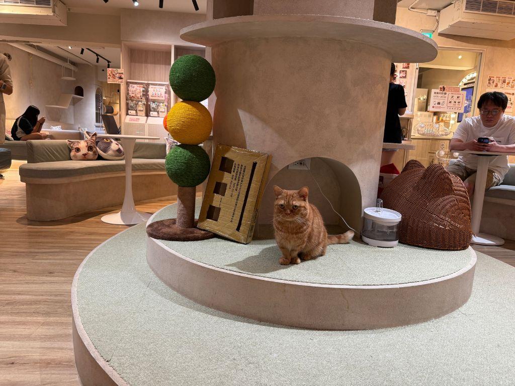å°åè²åªåå¡å»³ Neko coffee è²ç 08