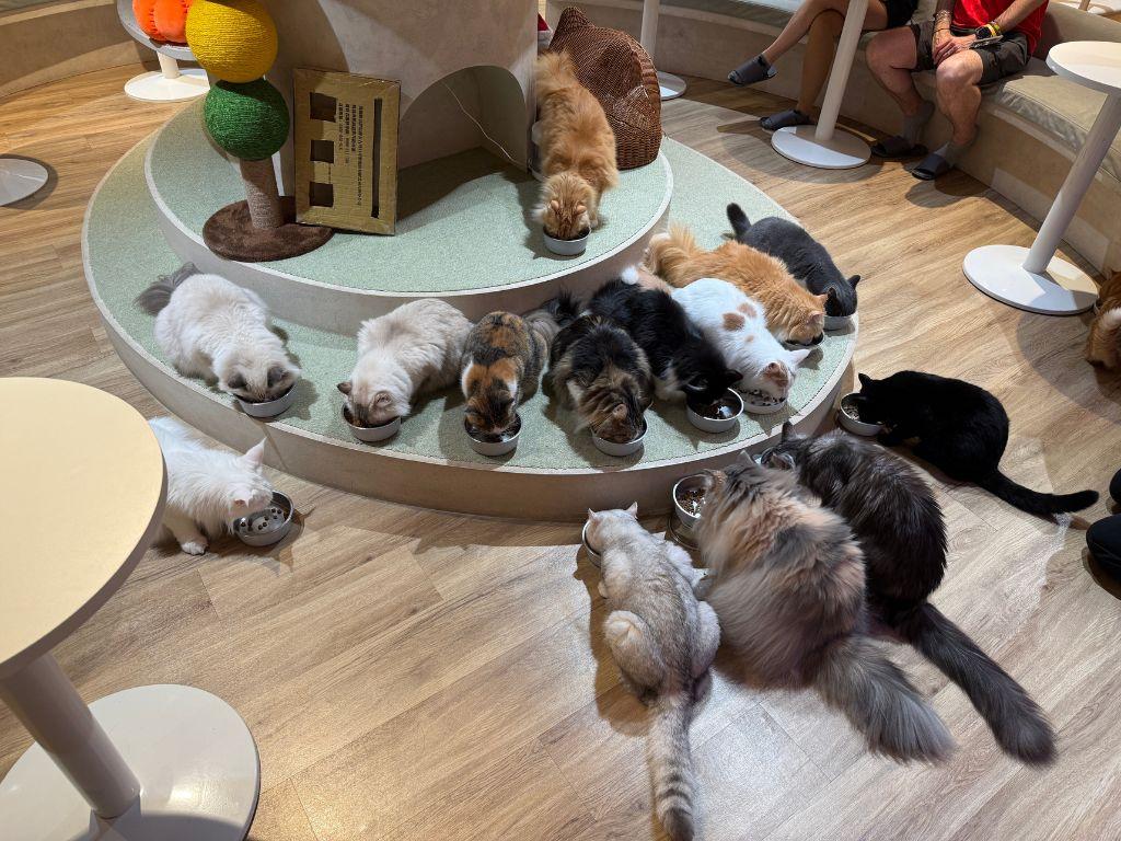 å°åè²åªåå¡å»³ Neko coffee è²ç 10