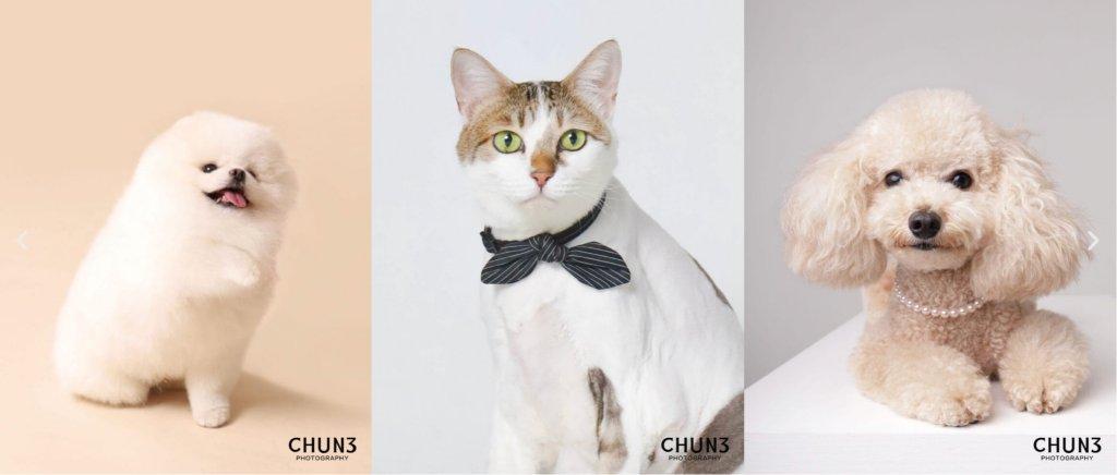 Stop 3: Pet Photoshoot at Chun Shan Studio