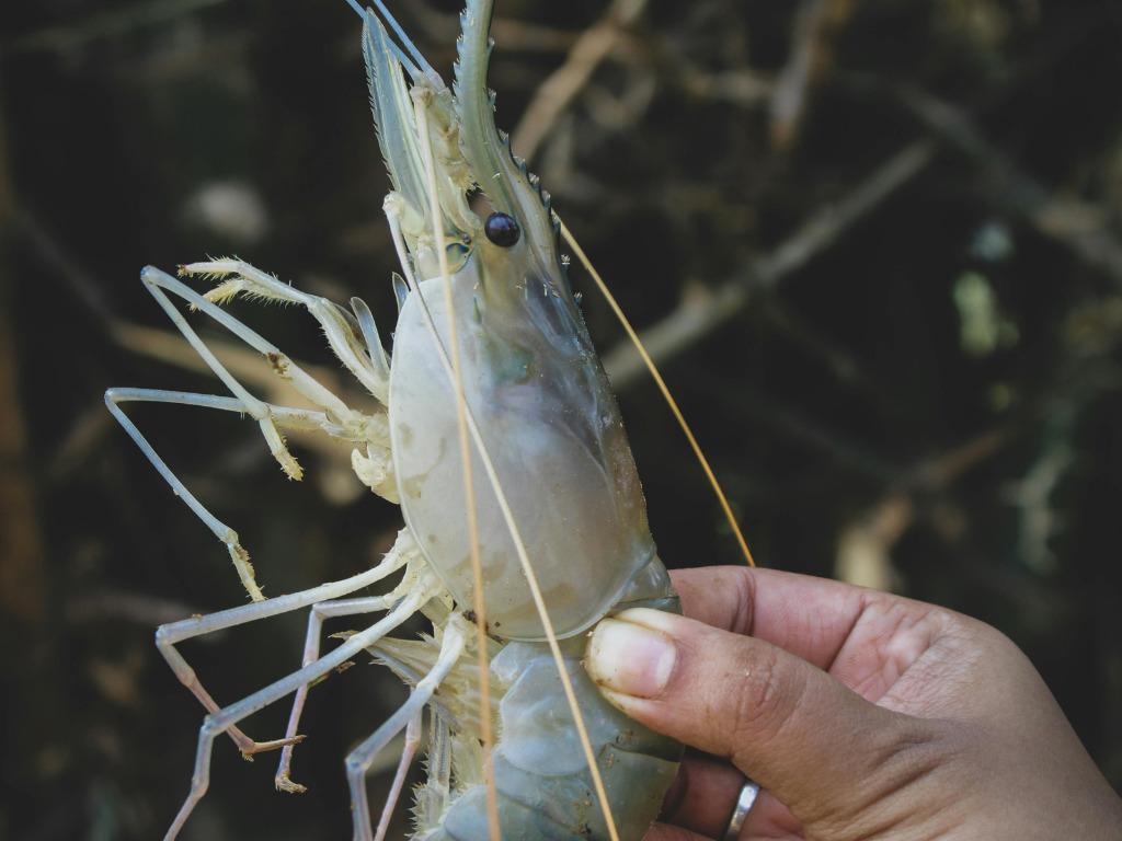 Shrimp Fishing