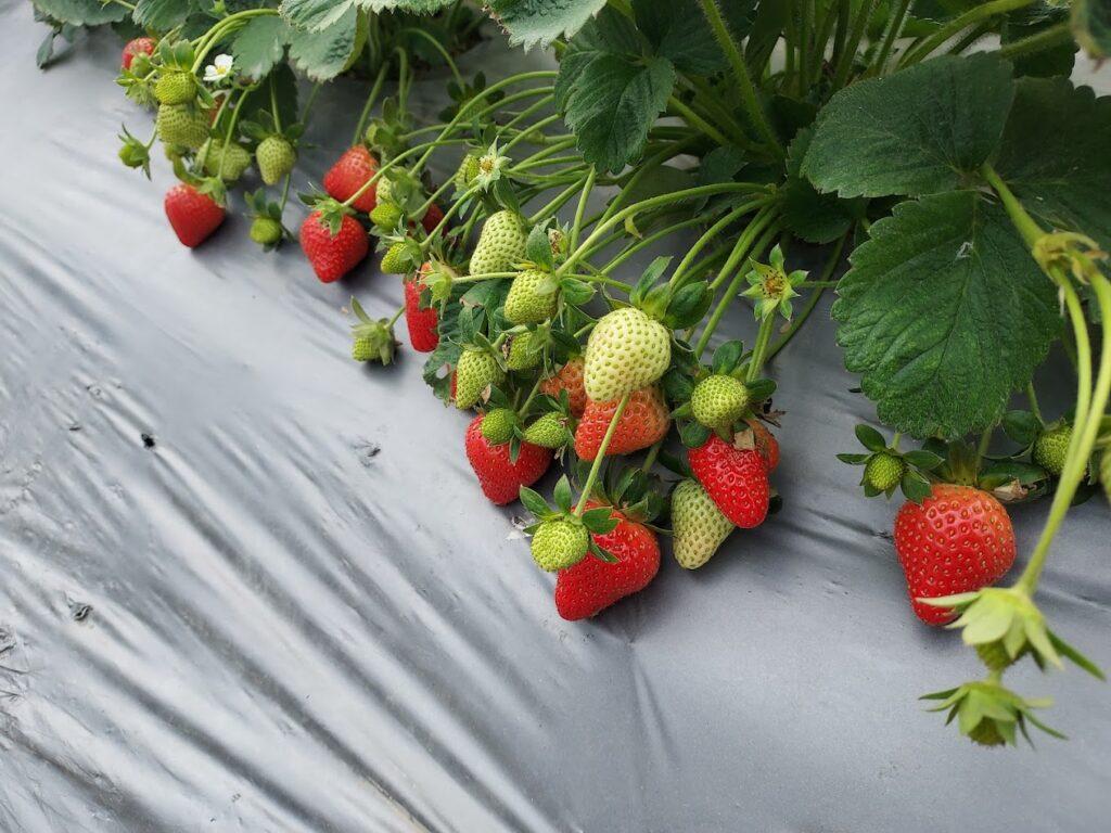 彰化採草莓推薦 竹塘鄉阿信無毒草莓園