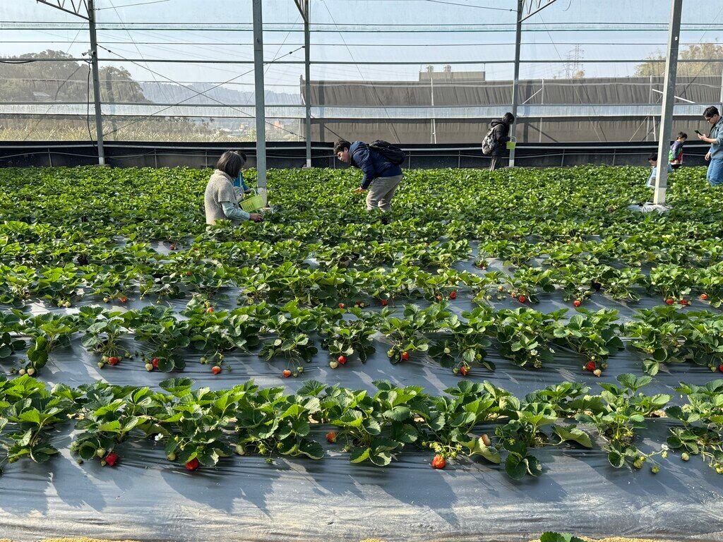 新竹採草莓_竹青亭有機草莓農場_2026-01-11_3