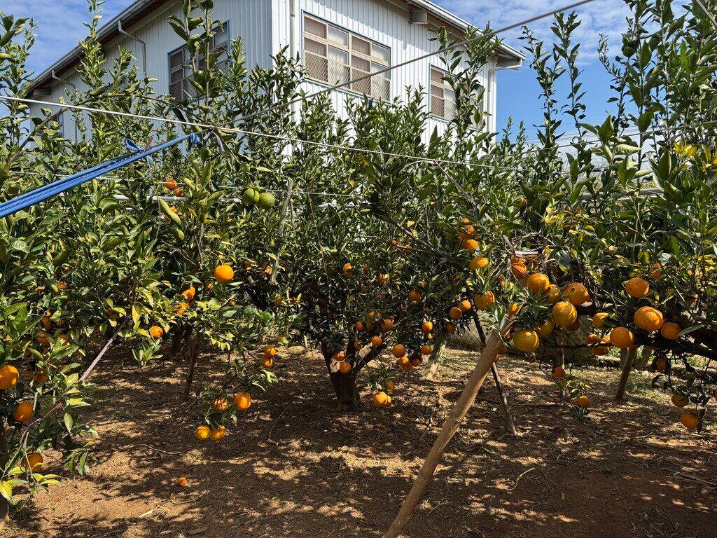 果物狩りのルールは明確で、摘みながら食べるのは禁止です。