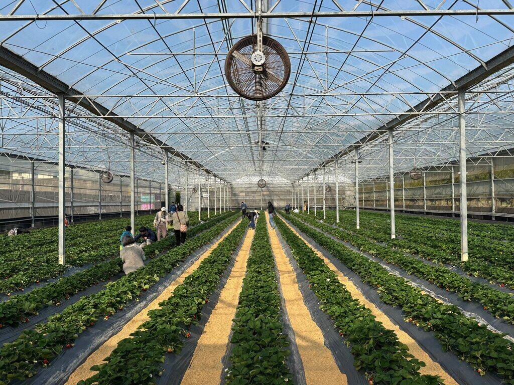 新竹採草莓_竹青亭有機草莓農場_2026-01-11_4