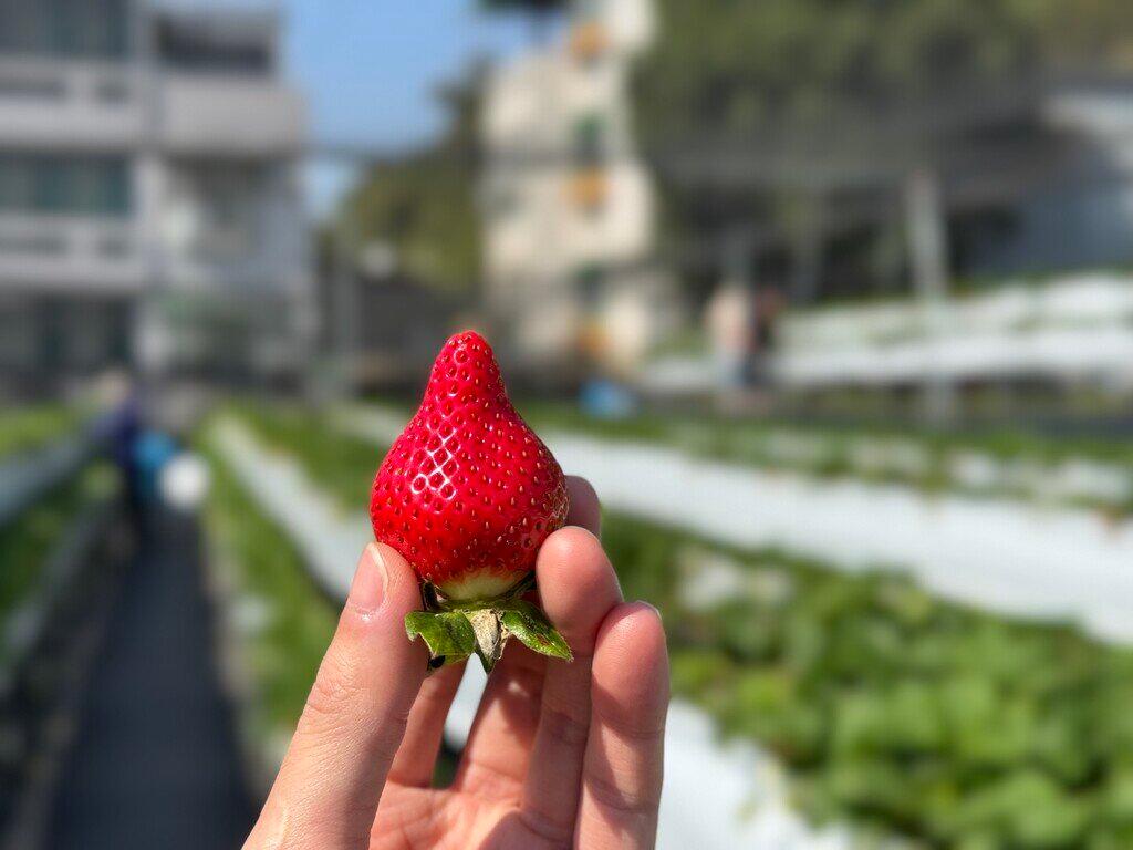 新竹採草莓_Yilu Happy 關西高架草莓園_2026-01-11_5