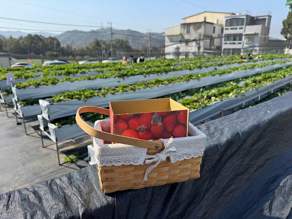 新竹採草莓_Yilu Happy 關西高架草莓園_2026-01-11_3