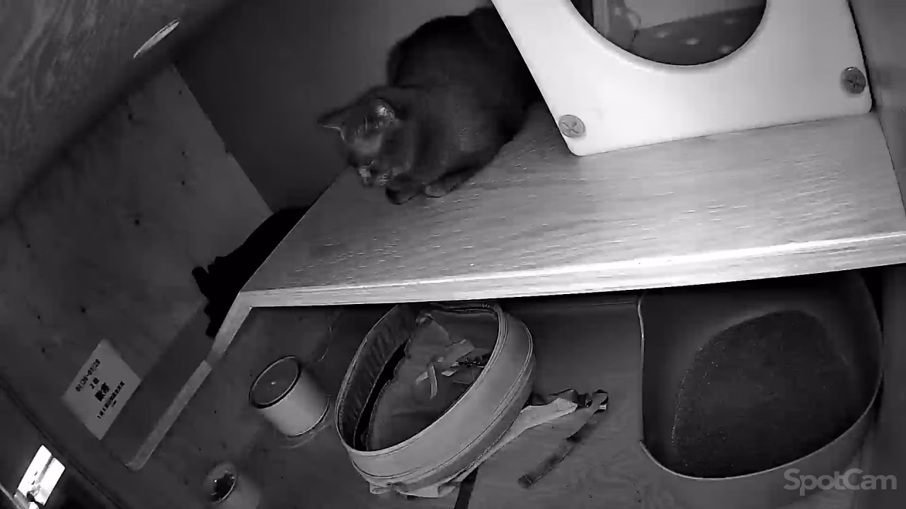 In-room cameras help reduce separation anxiety for cats staying away from home.