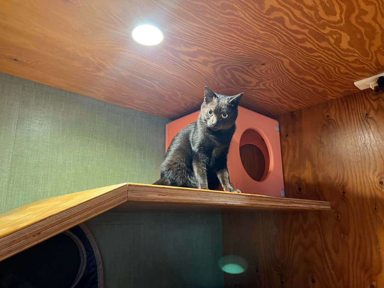 Catering to both cat owners and their feline friends