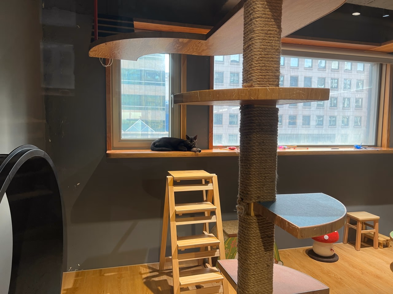 Transparent processes and meticulous attention to detail ensure peace of mind for both owners and cats.