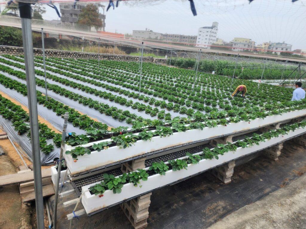 雲林採草莓推薦 斗六雲科大波妞妞草莓園