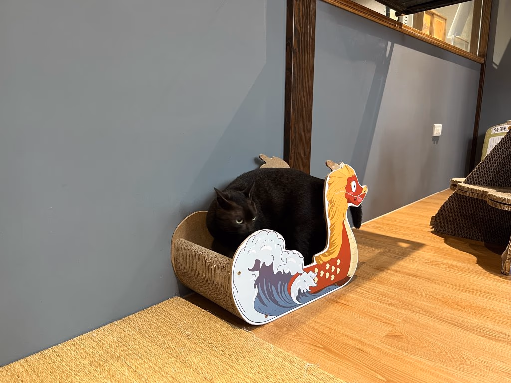 In-room cameras help reduce separation anxiety for cats staying away from home.