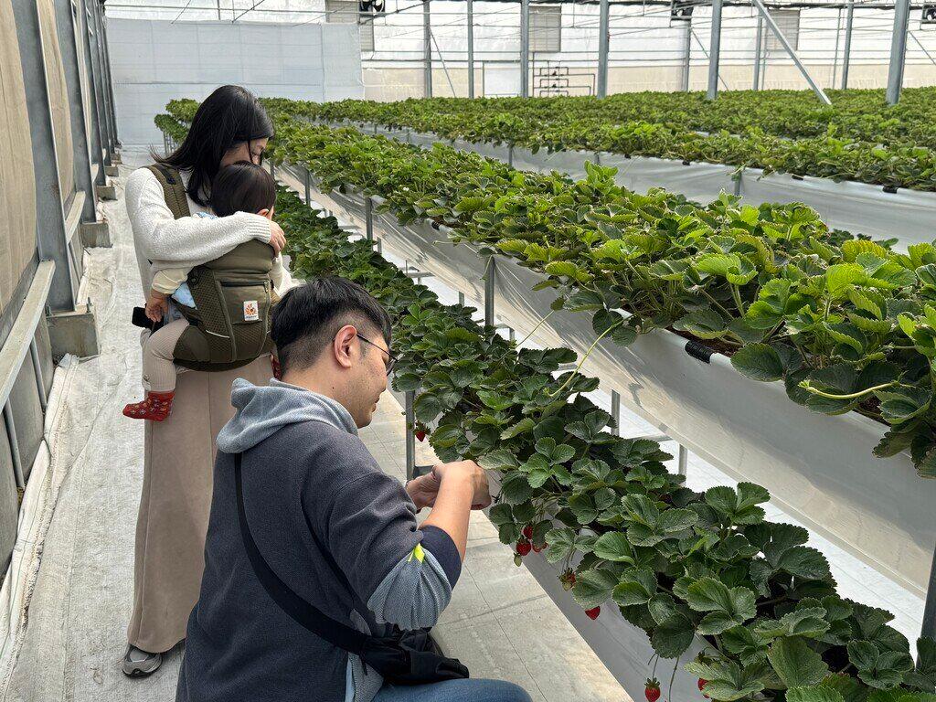 全温室二段高架栽培なので、天候の影響をほとんど受けません。
