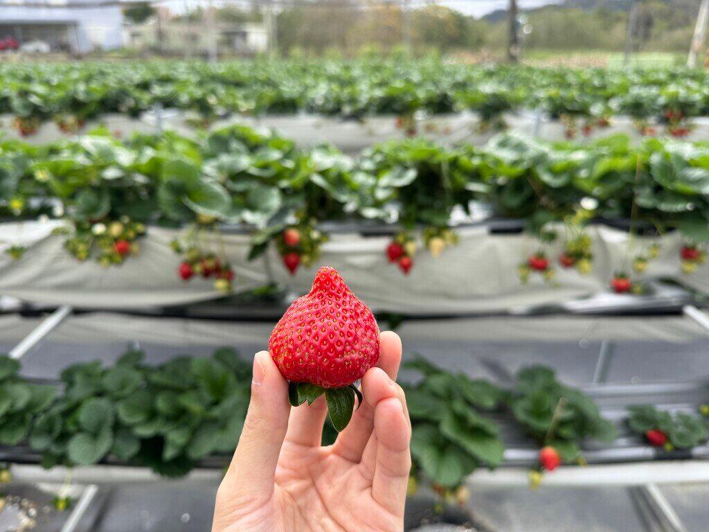 新竹採草莓_振華草莓農場_2026-02-02_3