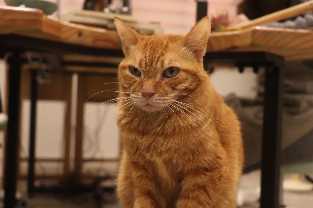 尊重多元文化的寵物友善空間