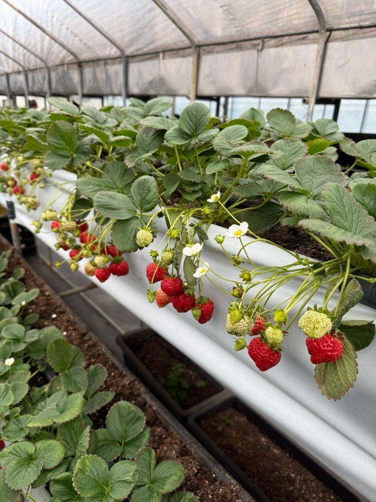莓圃休閒農園評價｜採草莓還能吃草莓披薩的內湖農園