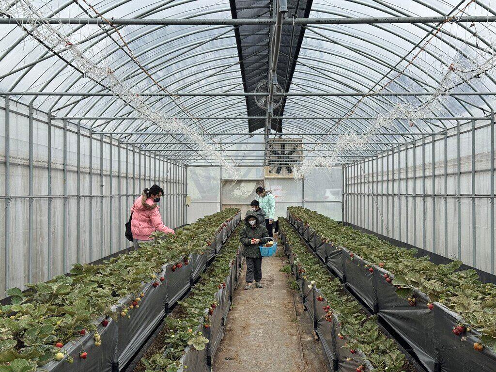 桃園採草莓_草本誠食丹參-草莓研究院_2026-02-01_4
