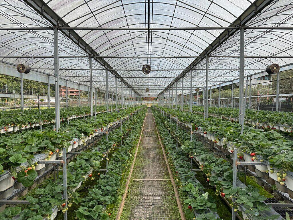 新竹採草莓_振華草莓農場_2026-02-02_5