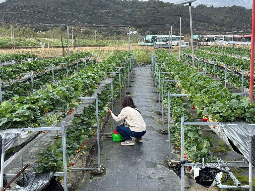 新竹採草莓_振華草莓農場_2026-02-02_2