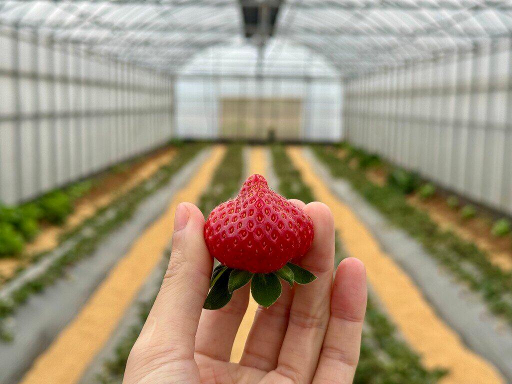 草莓研究院評價|桃園最有品牌感草莓園,草莓商品超完整