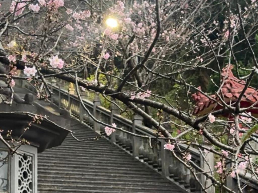 第二の目的地:清風亭で桜を愛でる