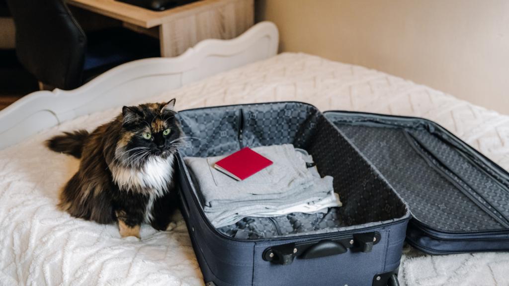 Cat Boarding Checklist|First-Time Pet Parents: What to Know Before Boarding Your Cat