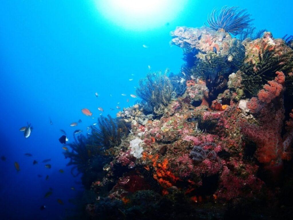 潛莊潛水評價｜結合數位遊牧的潛水假期！下海考照、陸上辦公的一站式潛水基地