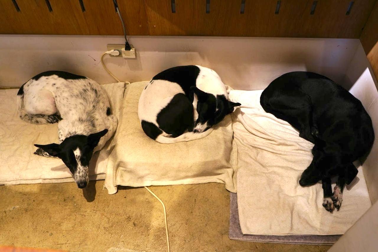 Xiaoliumang Hui Woshou's brand name comes from the growth story of the venue's dog.