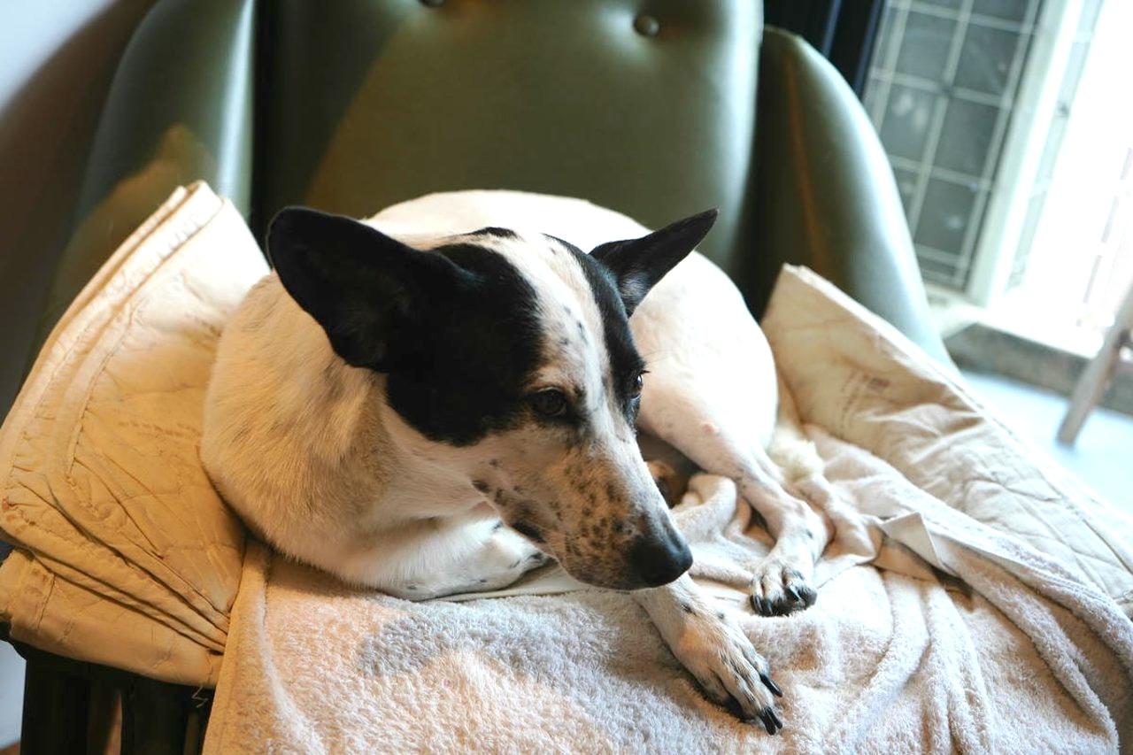 The four venue dogs, each with a distinct personality, are the most therapeutic companions in the space.