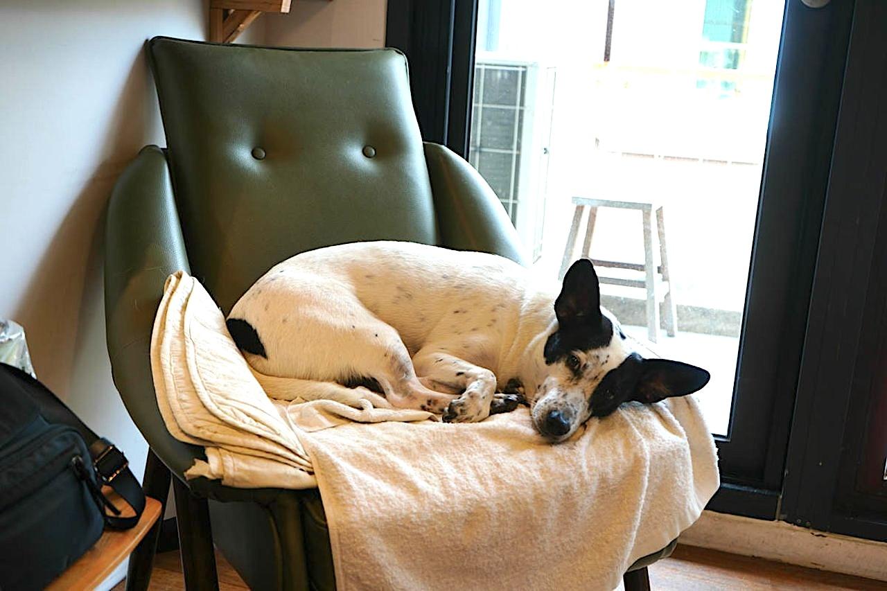 The four venue dogs, each with a distinct personality, are the most therapeutic companions in the space.
