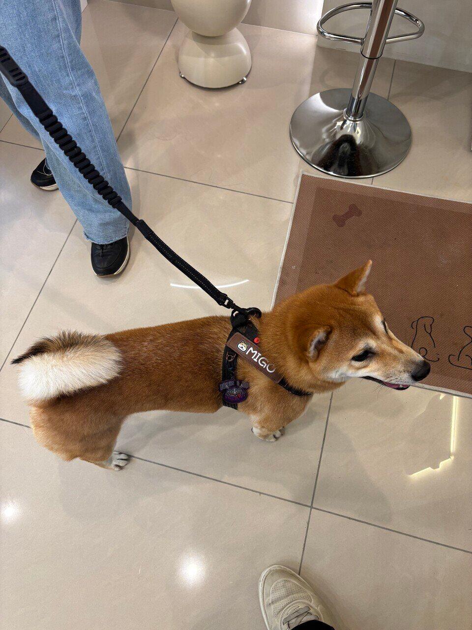 CocoBrownペットサロン