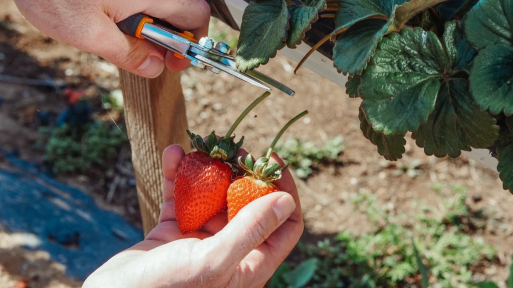 Strawberry picking in TaichungGOOD