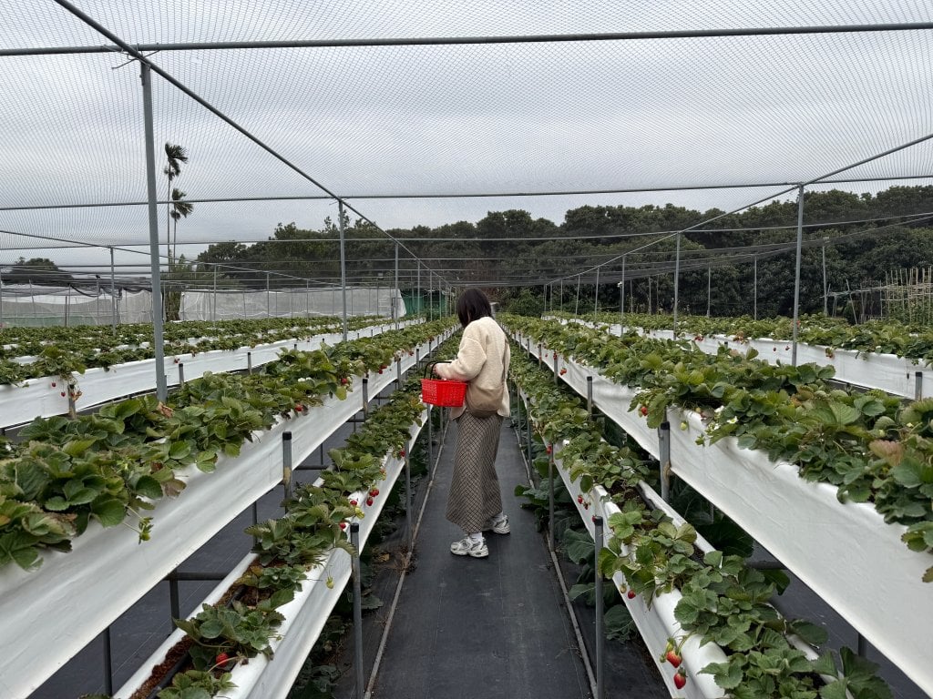 台中採草莓推薦 大雅草莓園2