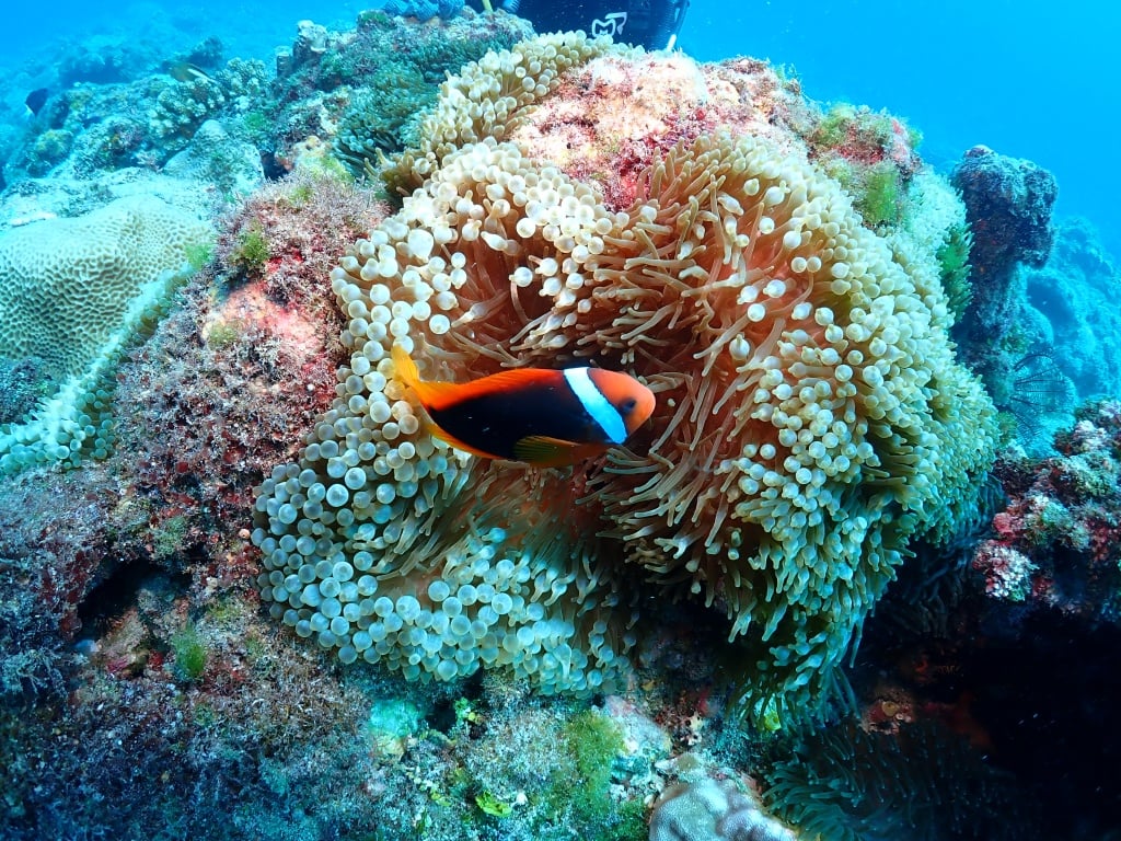 Little Liuqiu Diving Recommendation-3