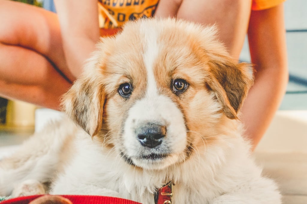 Top 10 Pet-Friendly Cafes in Taipei|Ultra-Soothing Cats and Dogs Curated List of 10 Pet-Friendly Restaurants and Cafes in Taipei Top Pet Grooming Recommendations in Taipei|One-Stop Dog Washing, Trimming, and Styling: 6 Taipei Pet Bathing Shops Compared
