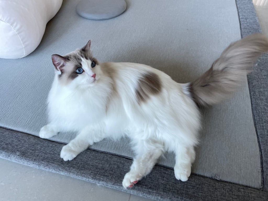 台中猫の美容おすすめ-PEKACHO-猫の生活館2