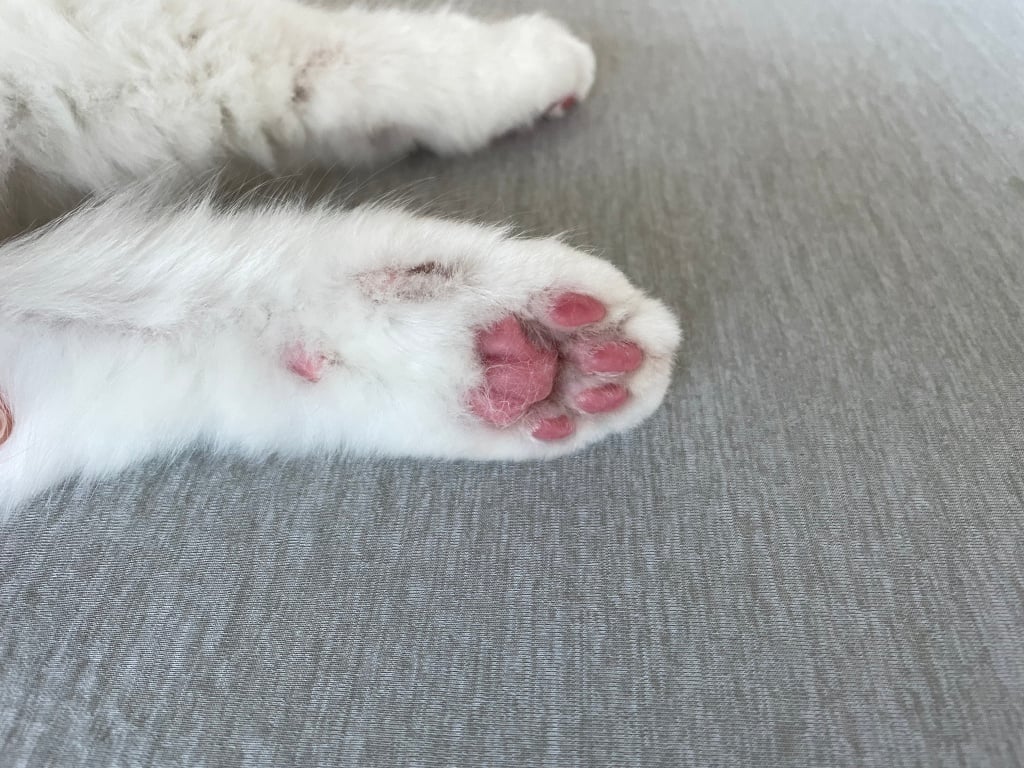 台中猫の美容おすすめ-PEKACHO-猫の生活館3