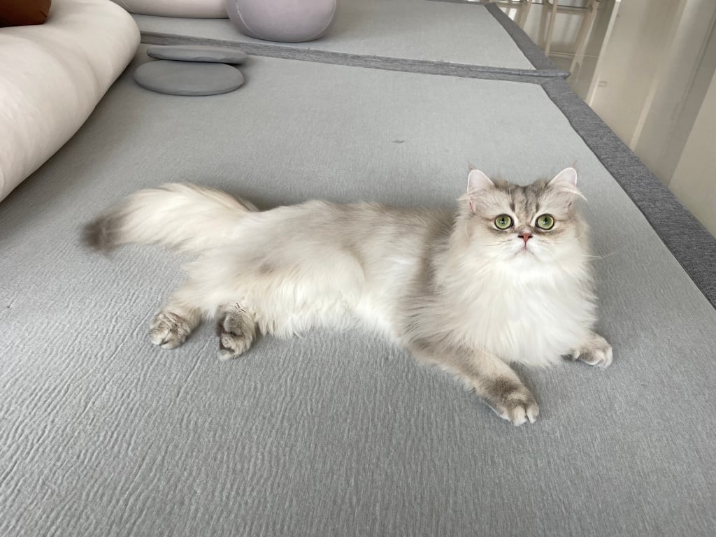 台中猫の美容おすすめ-ウィートキャットライフサロン