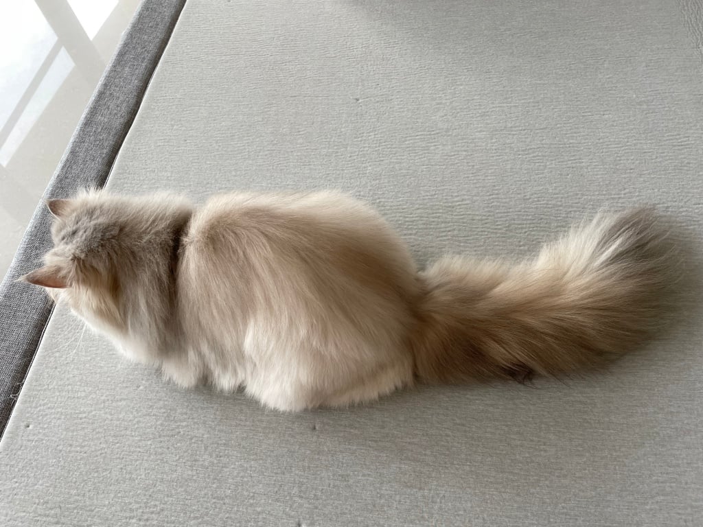 台中猫の美容おすすめ-瑋特猫生活館3